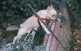 Dog over brick fence