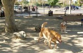 Dogs playing near a tree