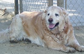 Dog resting near fence