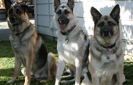 German Shepherds