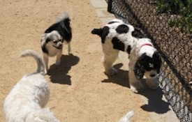 Dogs walking near fence