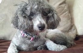 Poodle on bed