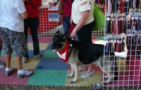 Dog with bandana