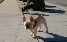 Two dogs walking