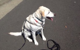 Labrador Sitting