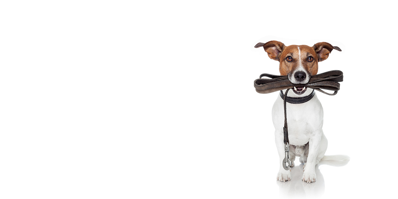 A dog proudly holds a leash in its mouth, ready for a walk