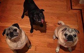Justia Hug Pugs