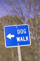 Friendly dogs