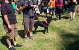 Dog in the park